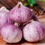 Tỏi cô đơn khô, an toàn VietGAP